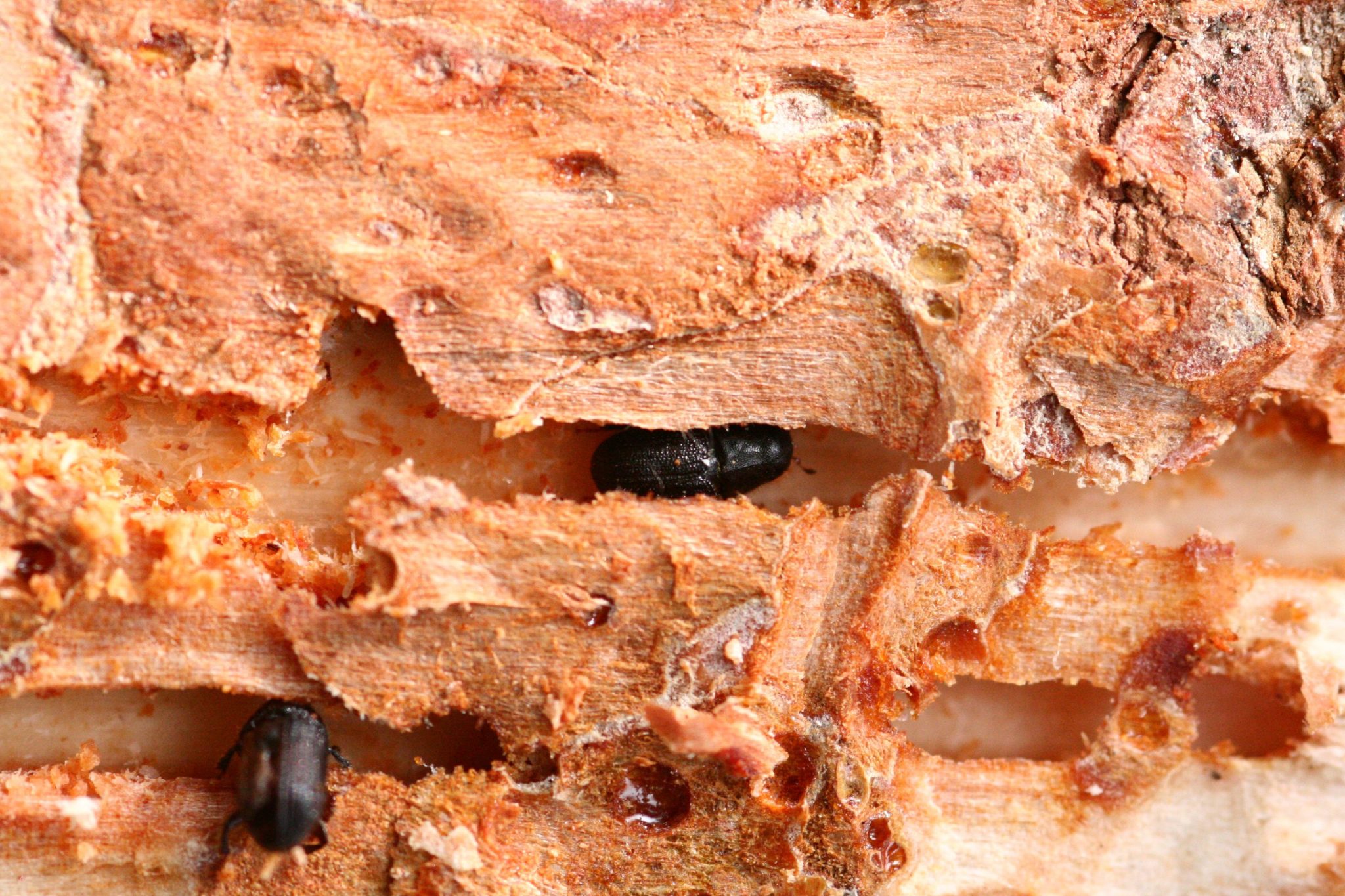 Mountain Pine Beetle and Alberta’s Forests Work Wild