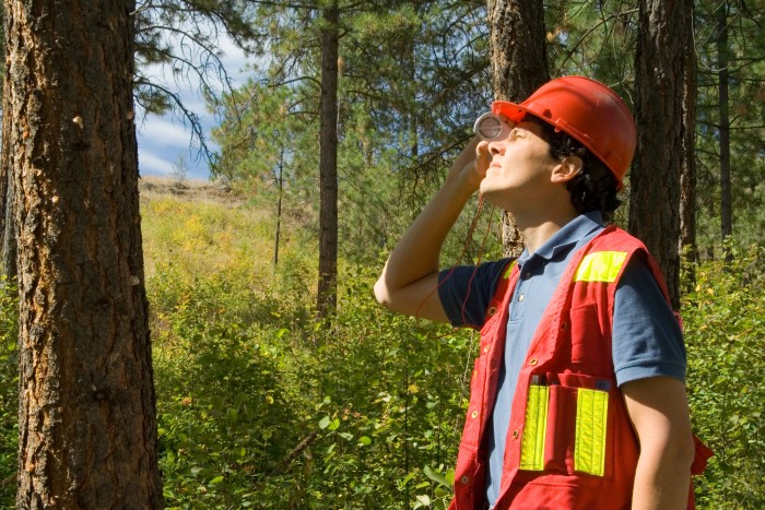 A forester assessing the height of a tree with a clinometer.  The tree to the left is attacked by mountain pine beetle (notice pitch coming out of attack holes)
