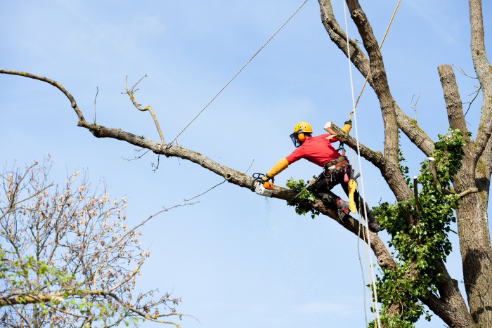 An arborist cutting a tree with a chainsaw