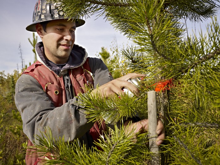 Forester Alberta