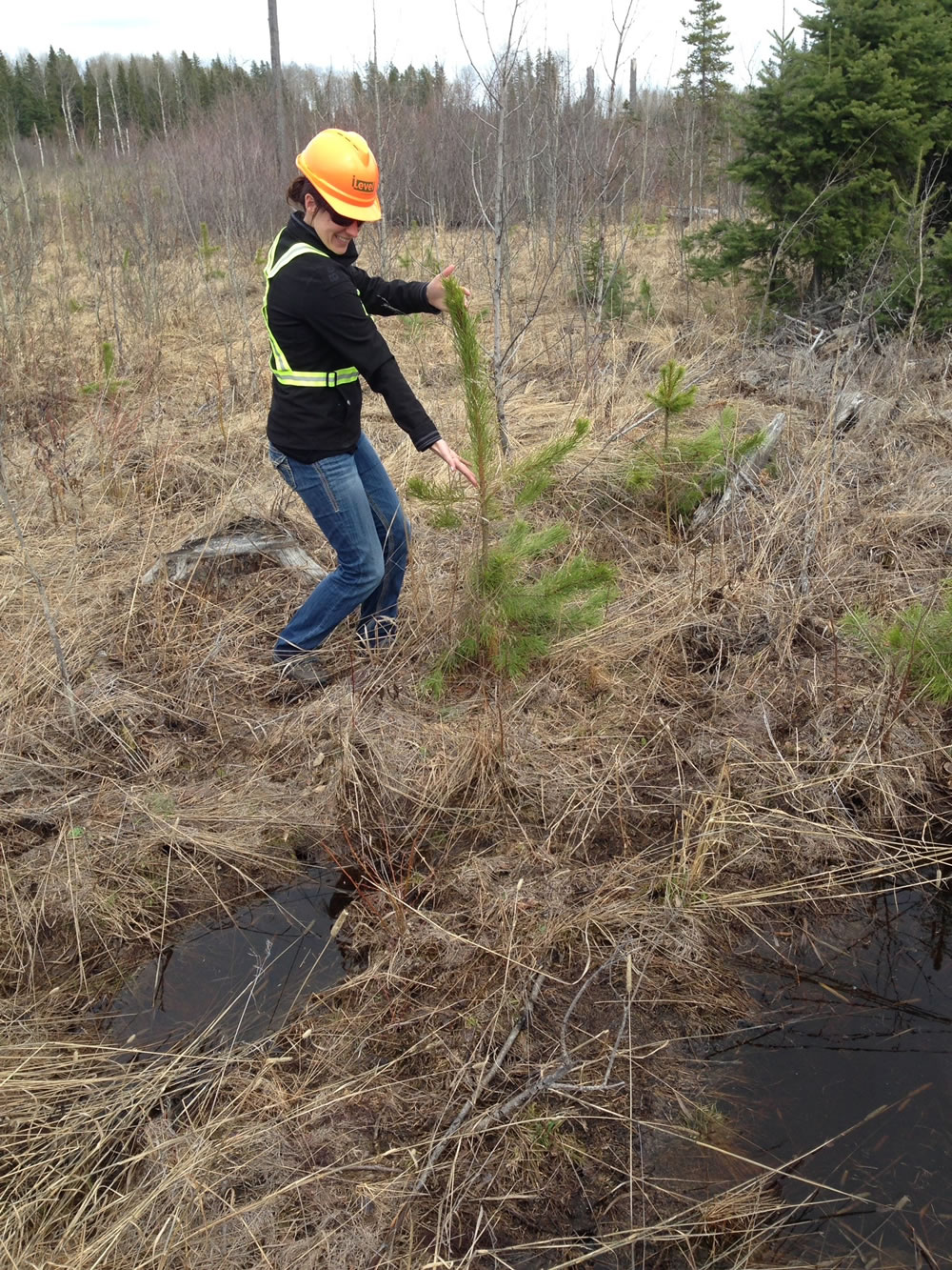 Forestry Job Profile Silviculture Forester Work Wild