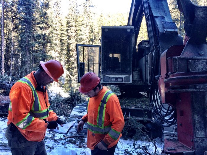 Feller buncher operator compliance