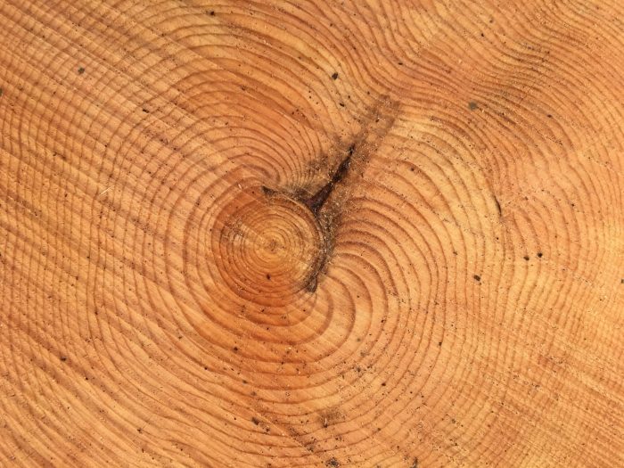 Tree rings