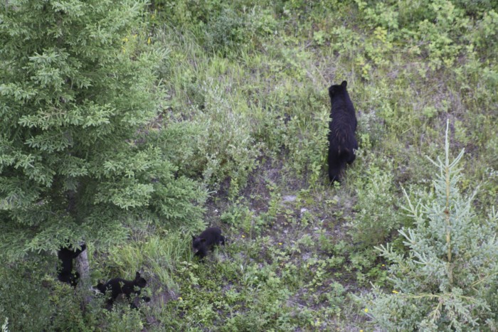 bear family (3)