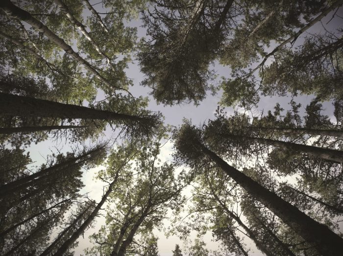 Alberta forest